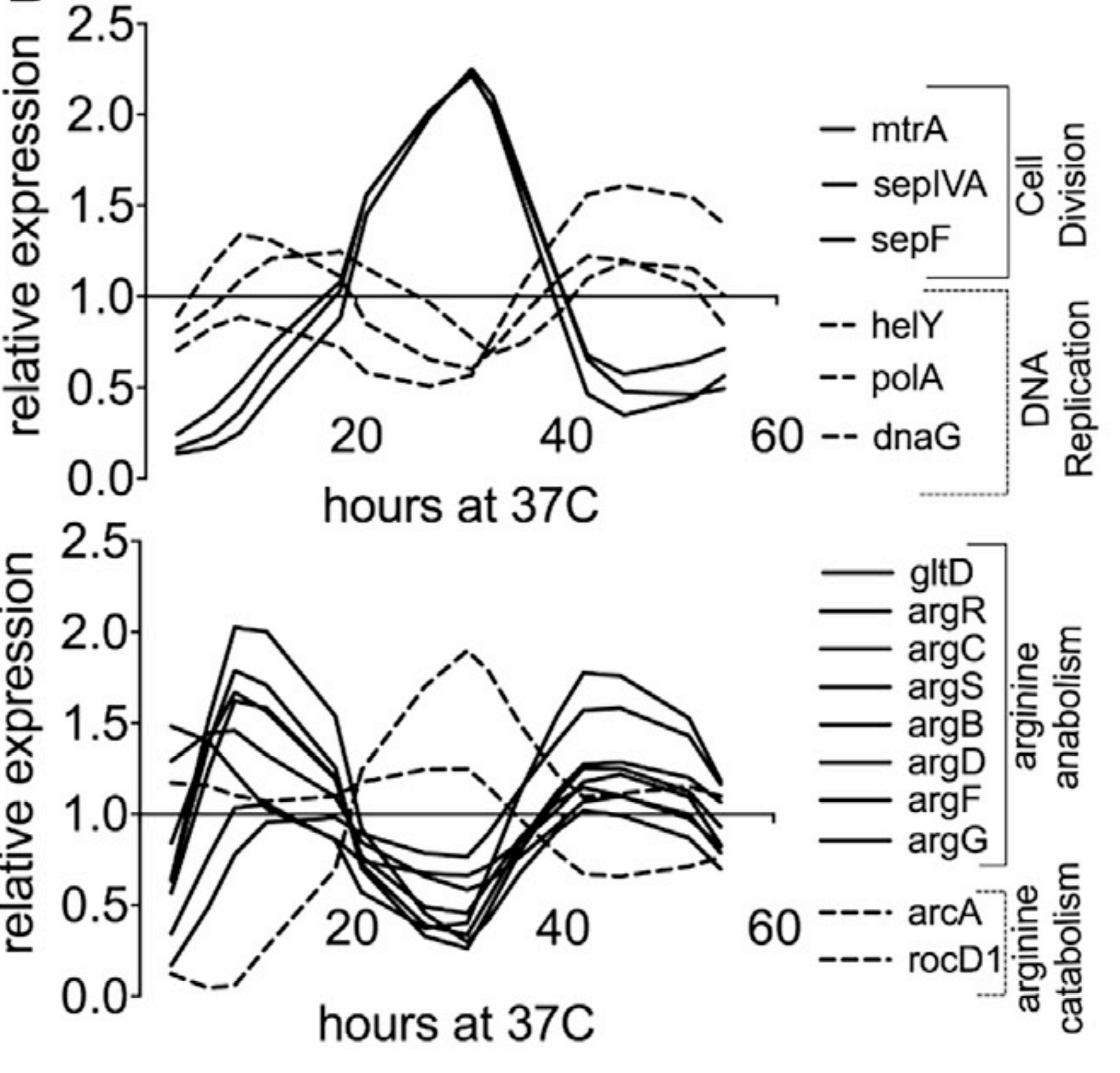 cellcycle.png