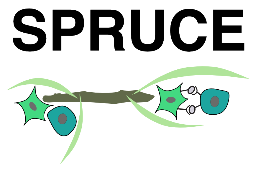 spruce.png